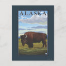 Zoek naar bison briefkaarten Origineel