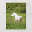 Zoek naar afbeeldingen paarden briefkaarten Natuur