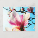 Zoek naar blauwe magnolia briefkaarten Roze