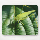 Zoek naar kever muismatten Insect