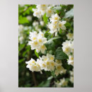 Zoek naar jasmijn posters Bloemen