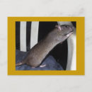 Zoek naar ratten briefkaarten Schattig