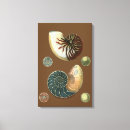 Zoek naar zeeschelpen kunst Oceaan