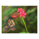 Zoek naar danaus plexippus posters Monarch