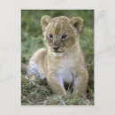 Zoek naar panthera leo briefkaarten Kat