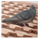 Zoek naar duiven tegels Schattig