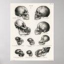 Zoek naar skull kunst Antiek