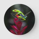 Zoek naar kikker klokken Regenwoud