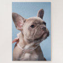 Zoek naar frenchie puzzels Purebred