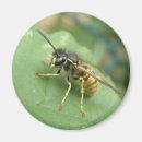 Zoek naar macro magneten Insecten