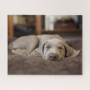 Zoek naar weimaraners puzzels Puppy