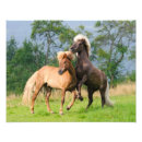 Zoek naar grappige paarden posters Voor haar