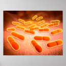 Zoek naar microscopisch posters Vergroting