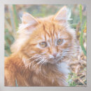 Zoek naar katje posters Dieren