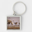 Zoek naar kraanvogel accessoires Dier