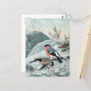 Zoek naar vogeltje briefkaarten Dier