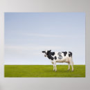 Zoek naar holstein koe posters Horizontaal