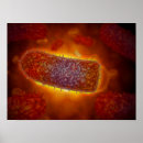 Zoek naar virologie posters Micro organisme