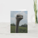 Zoek naar ostrich kaarten Foto