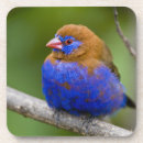 Zoek naar wildlife onderzetters Blauw