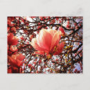 Zoek naar blauwe magnolia briefkaarten Roze