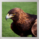 Zoek naar golden eagle kunst Gouden arend