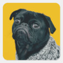 Zoek naar pug Gezelschapsdieren