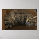 Zoek naar coon posters Maine coon kat