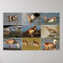 Zoek naar egyptisch posters Dieren