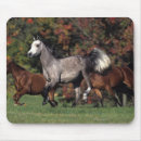 Zoek naar arabisch paard muismatten Equestrian