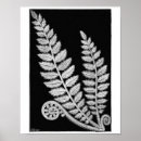 Zoek naar vintage fern kunst Zwart