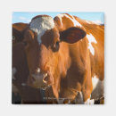 Zoek naar koeien magneten Platteland