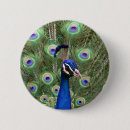 Zoek naar pauwen buttons Kleurrijk