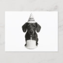 Zoek naar grappige hond gelukkige verjaardag briefkaarten Voor iedereen
