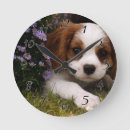 Zoek naar cavalier king charles spaniel klokken Puppy