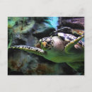 Zoek naar turtle briefkaarten Schattig