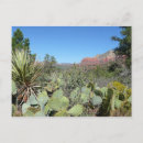 Zoek naar cactussen briefkaarten Arizona