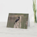 Zoek naar merel kaarten Vogel