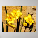 Zoek naar narcissen posters Lente