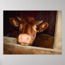 Zoek naar bruine koe posters Schattig