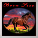 Zoek naar horse kunst Natuur