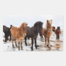 Zoek naar ijslandse paarden stickers Dier