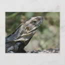 Zoek naar hagedis briefkaarten Reptiel