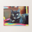 Zoek naar katje fotografie Schattig