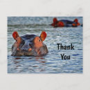 Zoek naar nijlpaarden kaarten Foto