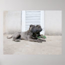 Zoek naar chinese shar pei kunst Puppy