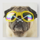 Zoek naar pug klokken Schattig