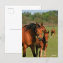 Zoek naar kwart paard briefkaarten Foal