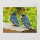 Zoek naar zwaluwen briefkaarten Natuur