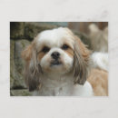 Zoek naar akc briefkaarten Dier